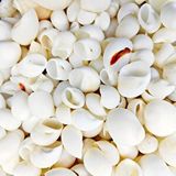 tahtakale toptancıları Moonshell Kiloluk Deniz Kabuğu (1 Kg) Çok Renkli