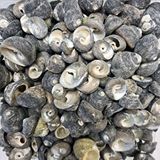 tahtakale toptancıları Moonshell Umbinium Kiloluk Deniz Kabuğu (1 Kg) Çok Renkli