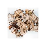 Tahtakale Toptancıları Murex İndivia Kiloluk Deniz Kabuğu (1 KG)