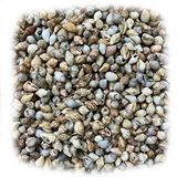 tahtakale toptancıları Nassa Shell Kiloluk Deniz Kabuğu (1 Kg) Yerli Çok Renkli