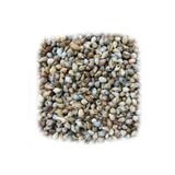 Tahtakale Toptancıları Nassa Shell Kiloluk Deniz Kabuğu (1 KG) Yerli
