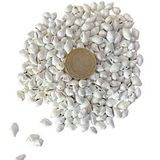 tahtakale toptancıları Nassa Shell Yerli Boyanmiş Kiloluk Deniz Kabuğu (1 Kg Çok Renkli