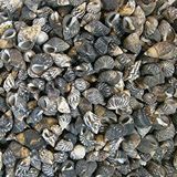 tahtakale toptancıları Nassarius Gaudiosus Kiloluk Deniz Kabuğu (1 Kg) Çok Renkli