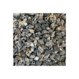 Tahtakale Toptancıları Nassarius Gaudiosus Kiloluk Deniz Kabuğu (1 KG)