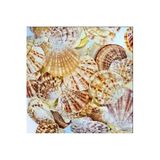 Tahtakale Toptancıları Pecten Mascarensis Kiloluk Deniz Kabuğu (1 Kg)