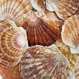 tahtakale toptancıları Pecten Maximus Kiloluk Deniz Kabuğu (1 Kg) Çok Renkli