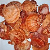 tahtakale toptancıları Pecten Novalis Kırmızı Kiloluk Deniz Kabuğu (1 Kg Çok Renkli