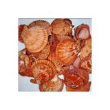 Tahtakale Toptancıları Pecten Novalis Kırmızı Kiloluk Deniz Kabuğu (1 KG