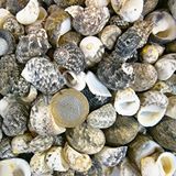 tahtakale toptancıları Sea Nerita Kiloluk Deniz Kabuğu (1 Kg) Çok Renkli