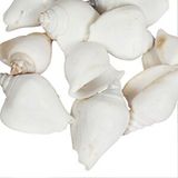 tahtakale toptancıları Strombus Canarium Beyaz Kiloluk Deniz Kabuğu (1 Kg) Çok Renkli