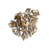Tahtakale Toptancıları Strombus Canarıum Kesik Deniz Kiloluk Deniz Kabuğu (1 KG)