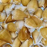 tahtakale toptancıları Strombus Canarium Kiloluk Deniz Kabuğu (1 Kg) Çok Renkli