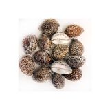 Tahtakale Toptancıları Tiger Cowrie Kiloluk Deniz Kabuğu (1 KG)