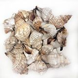 tahtakale toptancıları Trapezium Kiloluk Deniz Kabuğu (1 Kg) Çok Renkli