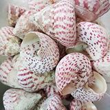 tahtakale toptancıları Troca Strawberry Kiloluk Deniz Kabuğu (1 Kg) Çok Renkli