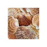 Tahtakale Toptancıları TT Pecten Maxi mus Kiloluk Deniz Kabuğu (1 KG)