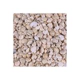 Tahtakale Toptancıları Umbinium Beyaz Kiloluk Deniz Kabuğu (1 KG)