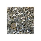 Tahtakale Toptancıları Umbinium Kiloluk Deniz Kabuğu (1 KG)