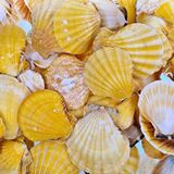 tahtakale toptancıları Vixillium Orange Kiloluk Deniz Kabuğu (1 Kg) Çok Renkli