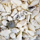 tahtakale toptancıları White Seula Kiloluk Deniz Kabuğu (1 Kg) Çok Renkli