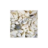 Tahtakale Toptancıları White Seula Kiloluk Deniz Kabuğu 1 kg