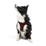 Tailpetz Air-Mesh Küçük ve Orta Irk Kedi Köpek Göğüs Tasması - Yumuşak, Nefes Alabilir, Dayanıklı (Bordo, XL)
