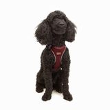 Tailpetz Air-Mesh Küçük ve Orta Irk Kedi Köpek Göğüs Tasması - Yumuşak, Nefes Alabilir, Dayanıklı (Bordo, XS)