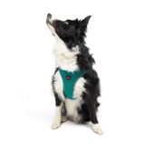 Tailpetz Air-Mesh Küçük ve Orta Irk Kedi Köpek Göğüs Tasması - Yumuşak, Nefes Alabilir, Dayanıklı (Emerald, XLarge)