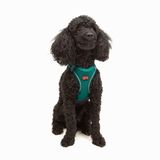 Tailpetz Air-Mesh Küçük ve Orta Irk Kedi Köpek Göğüs Tasması - Yumuşak, Nefes Alabilir, Dayanıklı (Emerald, XSmall)