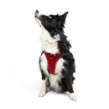 Tailpetz Air-Mesh Küçük ve Orta Irk Kedi Köpek Göğüs Tasması - Yumuşak, Nefes Alabilir, Dayanıklı (Kırmızı, XLarge)