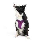 Tailpetz Air-Mesh Küçük ve Orta Irk Kedi Köpek Göğüs Tasması - Yumuşak, Nefes Alabilir, Dayanıklı (Mor, XLarge)