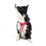 Tailpetz Air-Mesh Küçük ve Orta Irk Kedi Köpek Göğüs Tasması - Yumuşak, Nefes Alabilir, Dayanıklı (Neon-Pembe, XLarge)