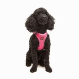 Tailpetz Air-Mesh Küçük ve Orta Irk Kedi Köpek Göğüs Tasması - Yumuşak, Nefes Alabilir, Dayanıklı (Neon-Pembe, XSmall)