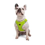 Tailpetz Air-Mesh Küçük ve Orta Irk Kedi Köpek Göğüs Tasması - Yumuşak, Nefes Alabilir, Dayanıklı (Neon-Sarı, Large)