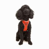 Tailpetz Air-Mesh Küçük ve Orta Irk Kedi Köpek Göğüs Tasması - Yumuşak, Nefes Alabilir, Dayanıklı (Neon-Turuncu, XSmall)