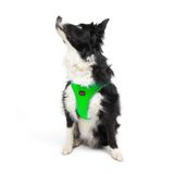 Tailpetz Air-Mesh Küçük ve Orta Irk Kedi Köpek Göğüs Tasması - Yumuşak, Nefes Alabilir, Dayanıklı (Neon-Yeşil, XLarge)