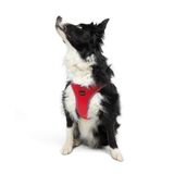 Tailpetz Air-Mesh Küçük ve Orta Irk Kedi Köpek Göğüs Tasması - Yumuşak, Nefes Alabilir, Dayanıklı (Parlak Kırmızı, XL)