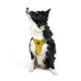 Tailpetz Air-Mesh Küçük ve Orta Irk Kedi Köpek Göğüs Tasması - Yumuşak, Nefes Alabilir, Dayanıklı (Sarı, XL)