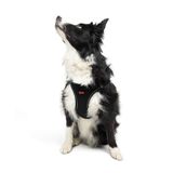 Tailpetz Air-Mesh Küçük ve Orta Irk Kedi Köpek Göğüs Tasması - Yumuşak, Nefes Alabilir, Dayanıklı (Siyah, XLarge)