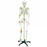 Tam Boy İnsan İskelet Maketi 176 Cm Model 3 (Yarım Vücut Ligament)