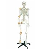 Tam Boy İnsan İskeleti Maketi 176 cm (Yarım Vücut Ligament) Model 3