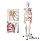 Tam Boy İnsan İskeleti Modeli 176 cm (Yarım vücut kas omurilik) model 8 | Tam Boy İnsan İskeleti Maketi 176 cm (Yarım vücut kas omurilik)