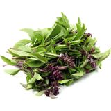 TARÇIN AROMALI FESLEĞEN TOHUMU*
