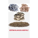 Tarımsal ve Hayvansal Ürünler 100 Adet İstiridye Kavak Kayın Yaprak Mantarı Tohumu