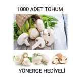Tarımsal ve Hayvansal Ürünler 1000 Adet Beyaz Şapkalı Mantar Tohumu Ve Eğitim Kılavuzu ve Suprist Hediye