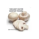 Tarımsal ve Hayvansal Ürünler 1000 Adet Kültür Mantarı Tohumu + Eğitim Kılavuzu + Hediye