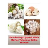 Tarımsal Ve Hayvansal Ürünler 150 Adet Beyaz Şapkalı Kültür Mantarı Tohumu Ve Eğitim Kılavuzu