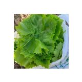 Tarımsal ve Hayvansal Ürünler ASMA YAPRAĞI SALAMURA 1 KG