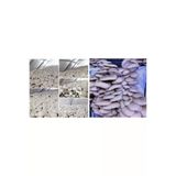 Tarımsal ve Hayvansal Ürünler İstiridye ve Kültür Mantarı Tohumu Birlikte (2×3000 Adet)