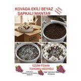 Tarımsal ve Hayvansal Ürünler Kovada Beyaz Şapkalı Kültür Mantarı Ekili Deneme Kiti